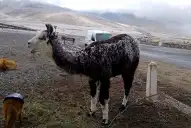 Postales de un domingo frío y blanco en El Infiernillo y en Tafí del Valle
