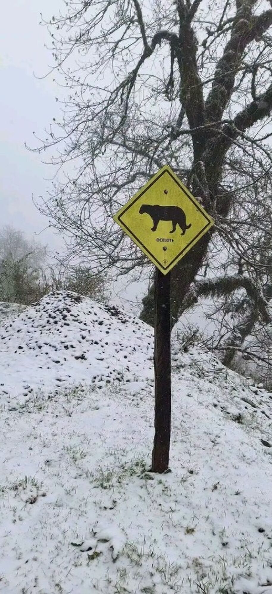 PINTADO DE BLANCO. En las zonas más afectadas por el fenómeno, la nevada cubrió los caminos.