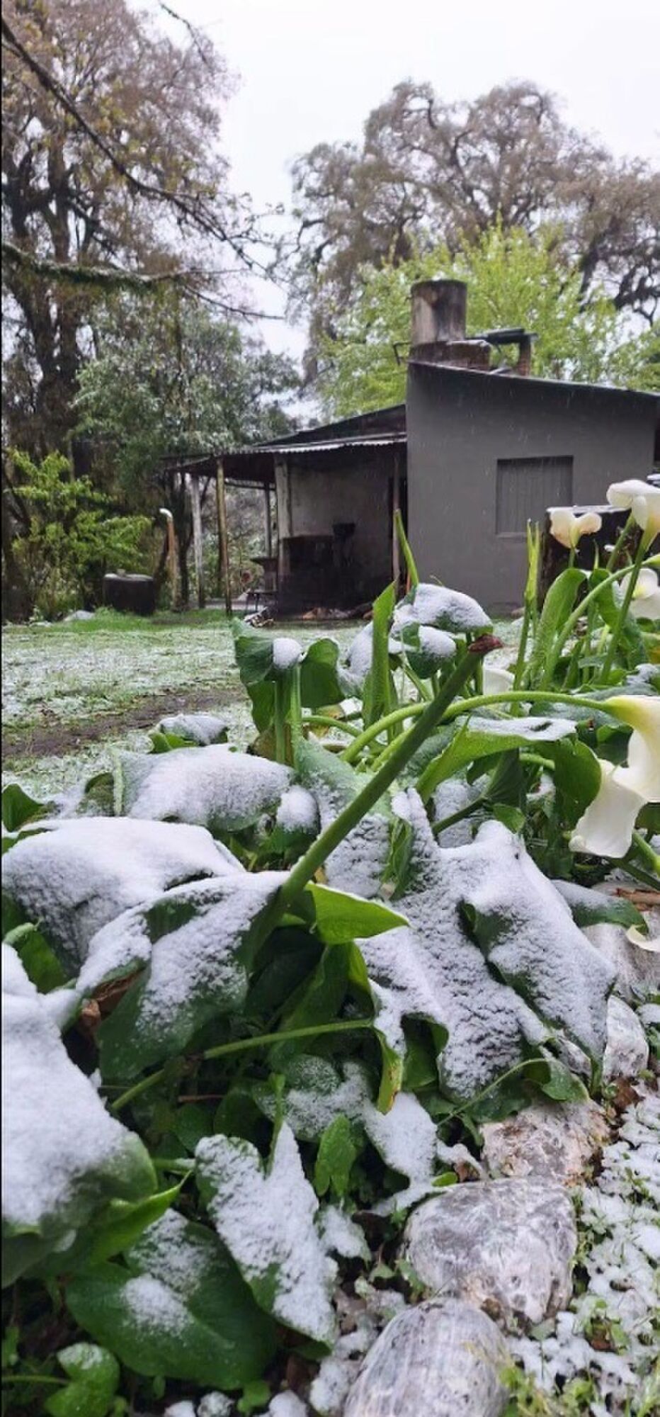 PAISAJE INVERNAL. Las plantas y el suelo quedaron cubiertos por un fina capa blanca.