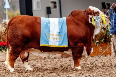 Un toro criado en Tucumán fue Gran Campeón en Palermo: cómo proyecta a la ganadería del NOA