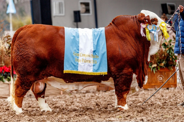 Un toro criado en Tucumán fue Gran Campeón en Palermo: cómo se consolida la ganadería del NOA