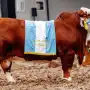 Un toro criado en Tucumán fue Gran Campeón en Palermo: cómo proyecta a la ganadería del NOA