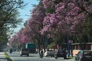 El Niño y una señal que los lapachos ya muestran en Tucumán