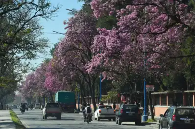El Niño y una señal que los lapachos ya muestran en Tucumán