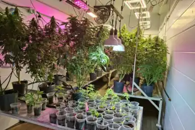 Más de 200 plantas de marihuana fueron halladas en una vivienda de Bella Vista