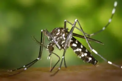El Niño en Tucumán: por qué la temporada de dengue y chikungunya podría adelantarse