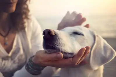 Las personas que aman a los perros tienen estos rasgos de personalidad, según un estudio