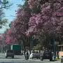 El Niño y una señal que los lapachos ya muestran en Tucumán