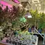 Más de 200 plantas de marihuana fueron halladas en una vivienda de Bella Vista