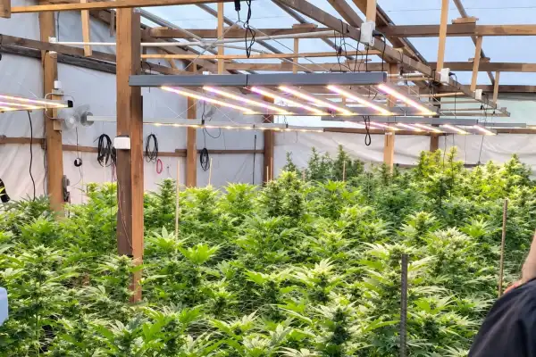 Narcos tercerizarían el cultivo de marihuana para obtener mayores ganancias