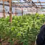 Narcos tercerizarían el cultivo de marihuana para obtener mayores ganancias