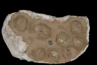 Descubren en la Patagonia argentina los huevos de dinosaurio más australes del mundo