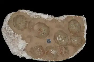 Descubren en la Patagonia argentina los huevos de dinosaurio más australes del mundo