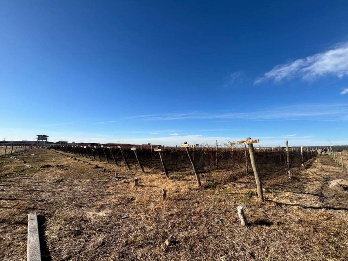 EL VIÑEDO. Nueve hectáreas abandonadas en Cacheuta se transformaron en un viñedo que cambia conductas.