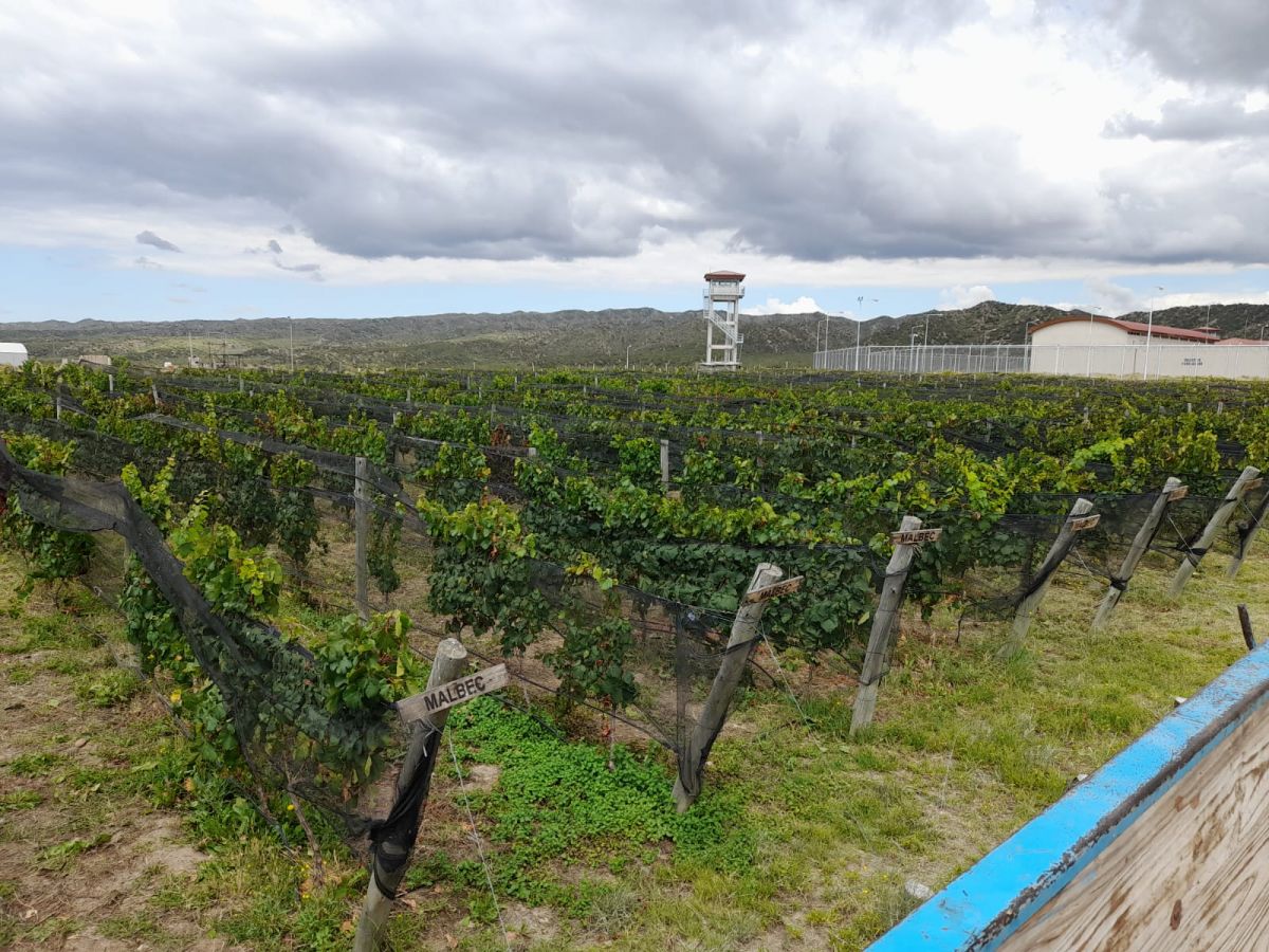 LA TIERRA DEL MALBEC. El proyecto comenzó con 200 plantas en 2019.