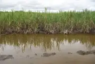 Zafra 2025/6: los excesos de agua pueden haber generado pérdidas de nitrógeno en los lotes