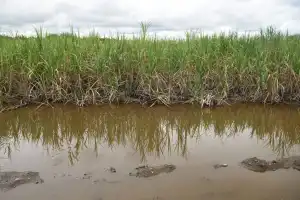 Zafra 2025/6: los excesos de agua pueden haber generado pérdidas de nitrógeno en los lotes