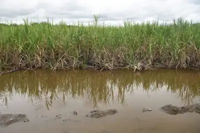 Zafra 2025/6: los excesos de agua pueden haber generado pérdidas de nitrógeno en los lotes