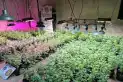 Hallan en Tucumán una finca con más de 500 plantas de marihuana