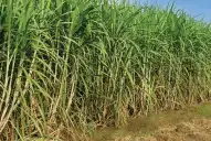 La caña de azúcar frente a un clima que está cambiando