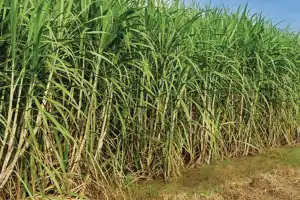 La caña de azúcar frente a un clima que está cambiando