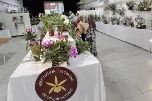 Este fin de semana se presenta la tradicional exposición de orquídeas en Yerba Buena