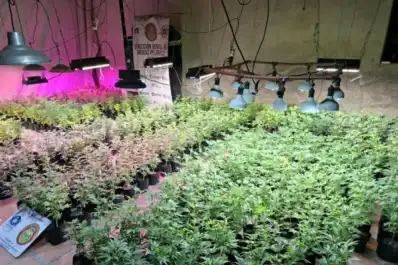 Hallan en Tucumán una finca con más de 500 plantas de marihuana