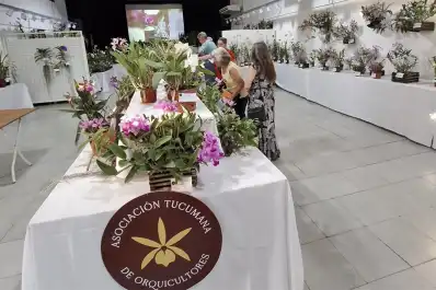 Este fin de semana se presenta la tradicional exposición de orquídeas en Yerba Buena