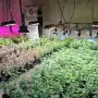 Hallan en Tucumán una finca con más de 500 plantas de marihuana