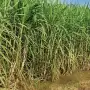 La caña de azúcar frente a un clima que está cambiando