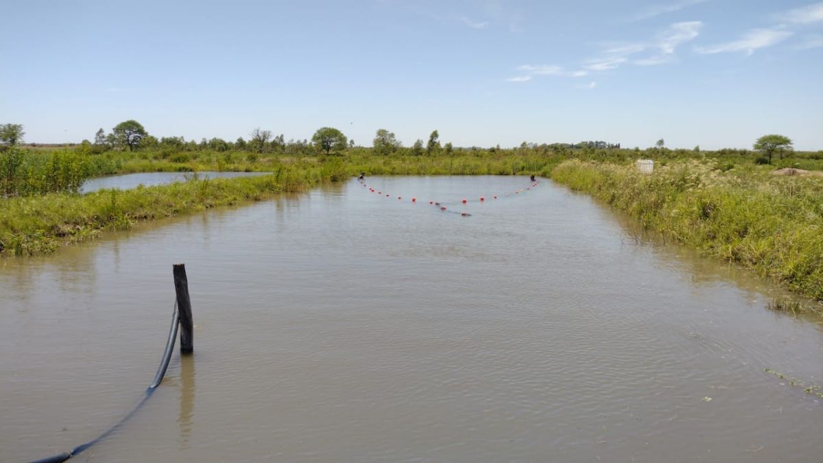 ALTERNATIVA. Cada vez son más los productores que crean lagunas para la crianza de pacúes y otras especies.