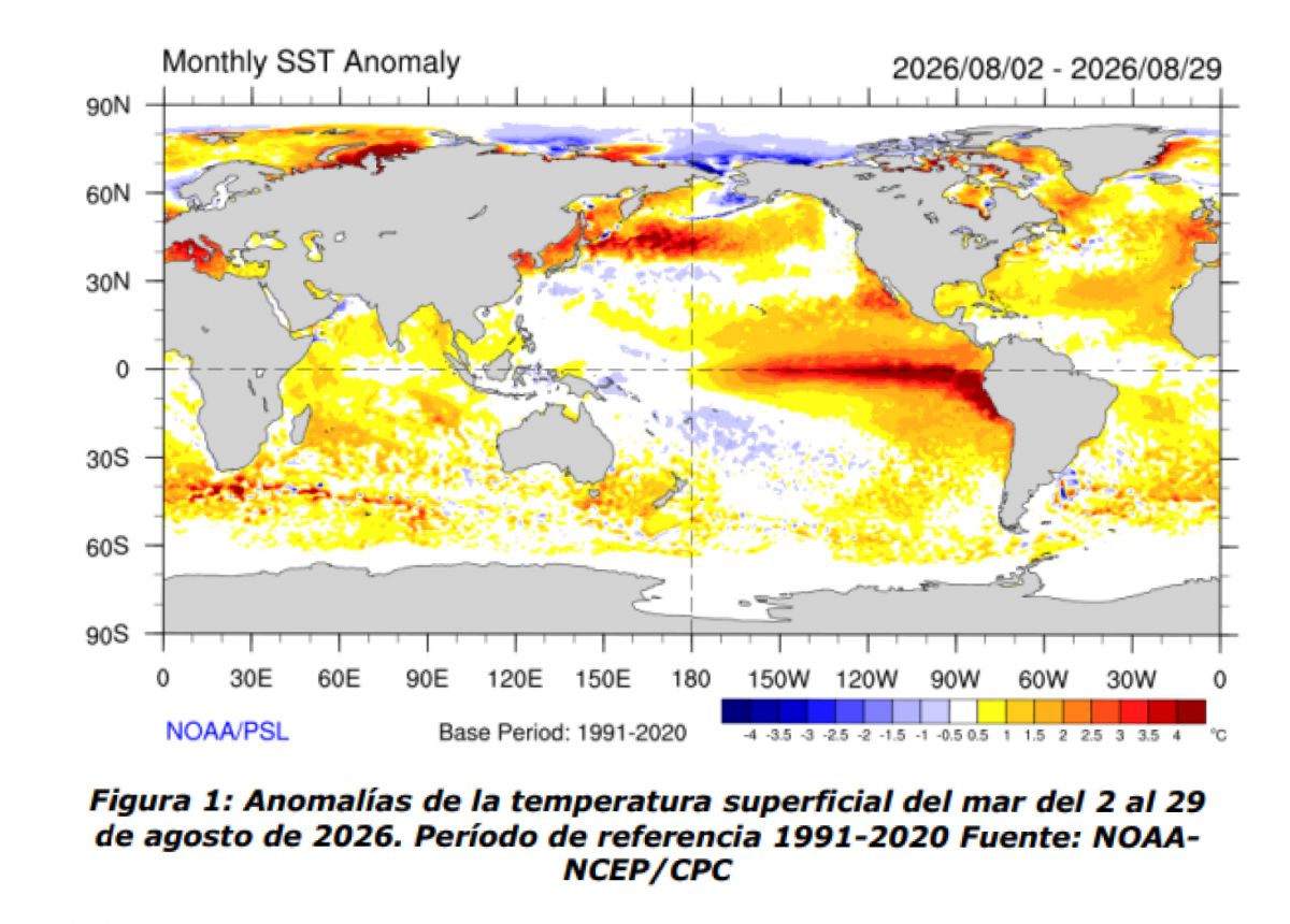 Durante el mes de agosto, la temperatura del agua del mar en el océano Pacífico ecuatorial fue superior a los valores normales al este de la línea de fecha. Se observó una intensificación de las anomalías cálidas entre 120°O y la costa sudamericana, quedando esa región con anomalías superiores a +3.5°C.