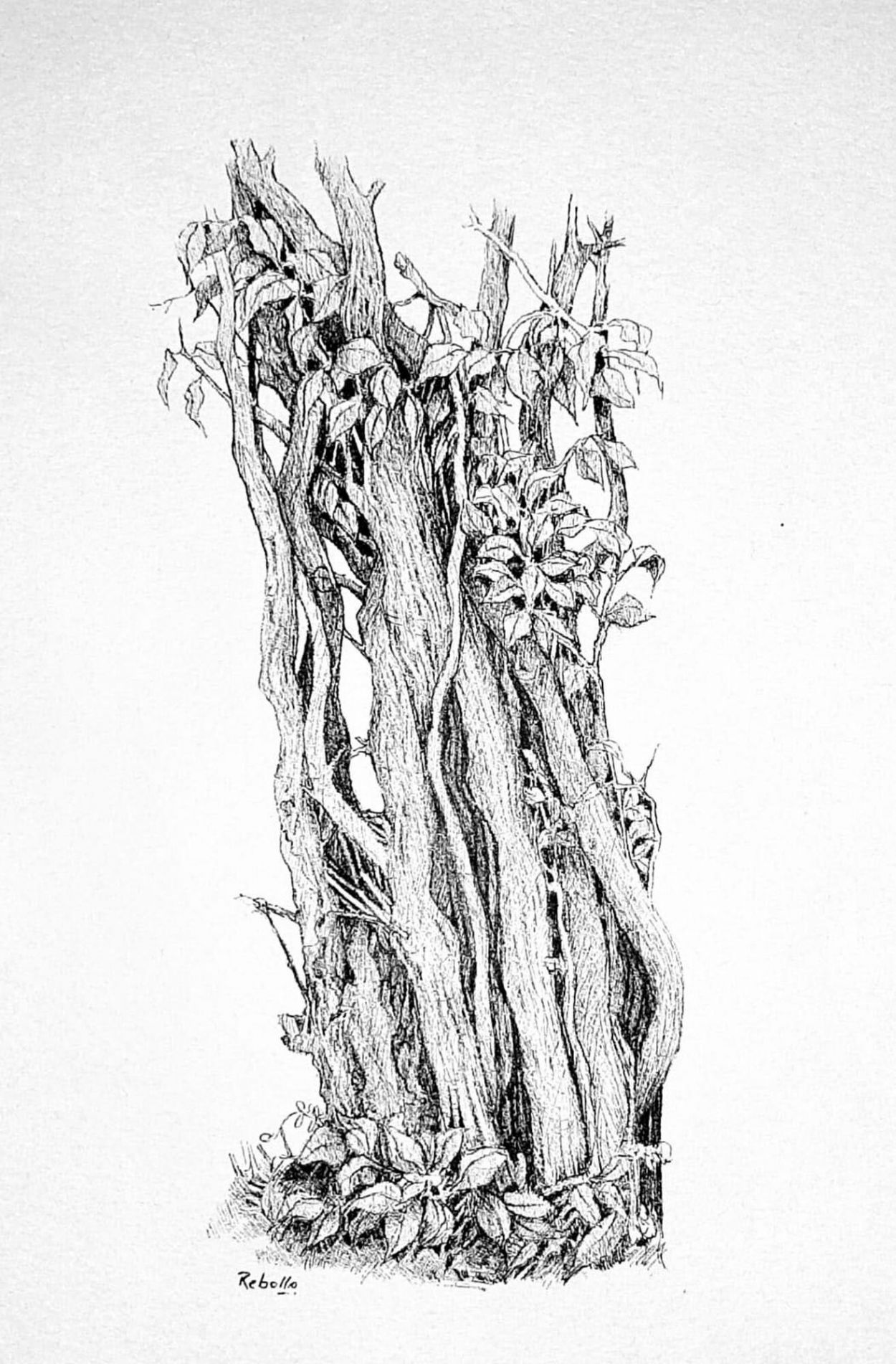 OBRA II. De Lucas Rebollo.