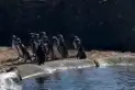 Más de 40 pingüinos que vivían en el ex Aquarium de Mar del Plata ya tienen nuevo hogar en Río Negro