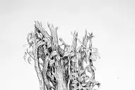 Exposición “Cavilaciones gráficas”: cuando los dibujos exploran la biodiversidad