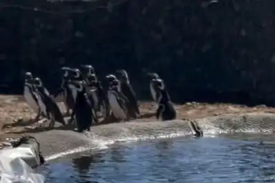 Más de 40 pingüinos que vivían en el ex Aquarium de Mar del Plata ya tienen nuevo hogar en Río Negro