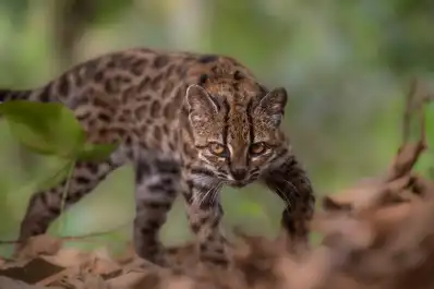 Descubrieron una nueva especie de felino por primera vez en más de 100 años: vivía como un gato doméstico en Bolivia