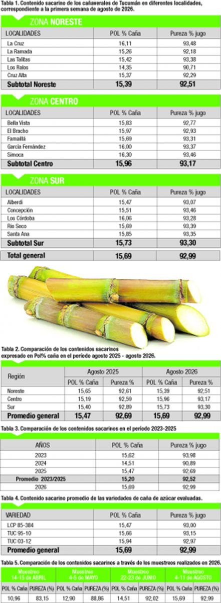Los cañaverales muestran una buena evolución de maduración