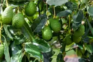 Una gira técnica integral conecta el potencial de Tucumán y Jujuy para el cultivo de palta