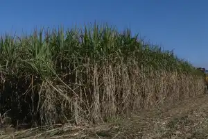 Los cañaverales muestran una buena evolución de maduración