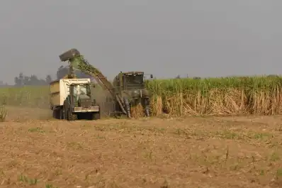 Zafra sucroalcoholera 2026: los ingenios tucumanos llevan producidos 902.736 toneladas de azúcar