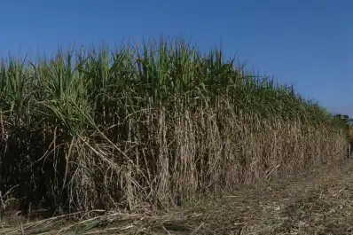 Los cañaverales muestran una buena evolución de maduración