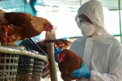 Senasa registró un caso de influenza aviar en Buenos Aires