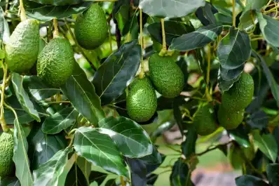 Una gira técnica integral conecta el potencial de Tucumán y Jujuy para el cultivo de palta