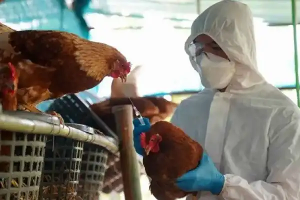 Senasa registró un caso de influenza aviar en Buenos Aires