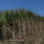 Los cañaverales muestran una buena evolución de maduración