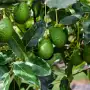 Una gira técnica integral conecta el potencial de Tucumán y Jujuy para el cultivo de palta