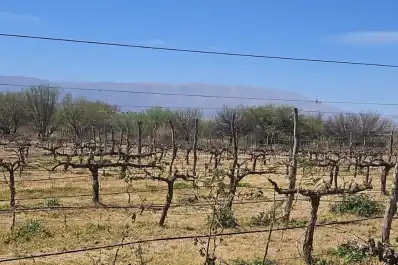 Heladas en los Valles Calchaquíes: advierten pérdidas de cultivos y reclaman la emergencia agropecuaria