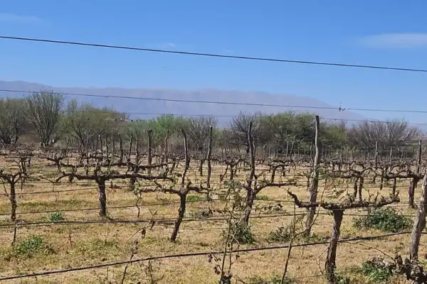 Heladas en los Valles Calchaquíes: advierten pérdidas de cultivos y reclaman la emergencia agropecuaria