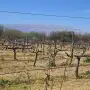 Heladas en los Valles Calchaquíes: advierten pérdidas de cultivos y reclaman la emergencia agropecuaria